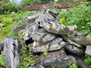 da lua den va da tuyet son trong mot khu vuon mo uoc